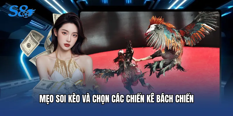 Mẹo soi kèo và chọn các chiến kê bách chiến